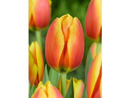 FA 09 0023 Tulipa World Peace