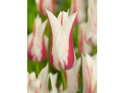 FA 11 0284 Tulipa Marylin