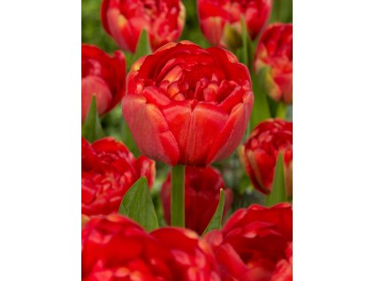 FA 12 0328 Tulipa Miranda