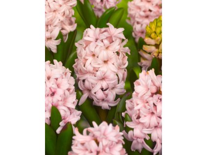 FA 10 0067 Hyacinthus Apricot Passion