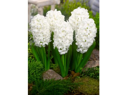 FA 11 0158 Hyacinthus orientalis Top White