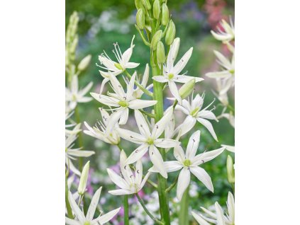 FA 20 0065 Camassia Alba