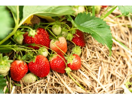 iStock 1317328115