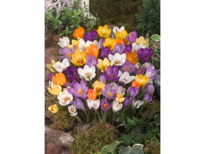 FA 12 0247 Crocus botanic mixed