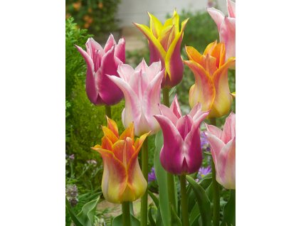 FA 15 0203 Tulipa Lily flowering Mixed
