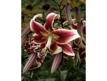 216C9339 023E 48B1 A494 87A79FF9AD5F