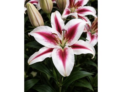 CAF9B6F4 2153 40CB 9988 851529C4A6CC