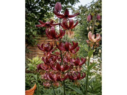 AF605F67 F725 40D8 8164 C4F0B3C161B1