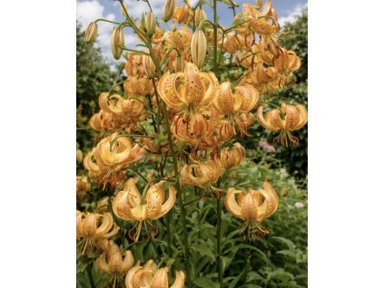 CF20C743 F84F 4DCC B093 BD0A8DCEFA0C