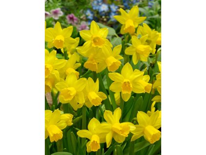 FA 17 0143 Narcissus cyclamineus Tete a Tete