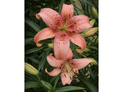 8595ED3F 59E8 4FEA 80F7 2C6C561CFEFD