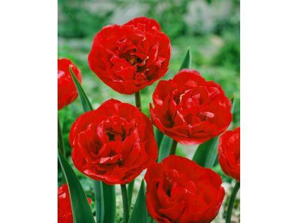 JG 05 0340 Tulipa Bombastic Red dubbel