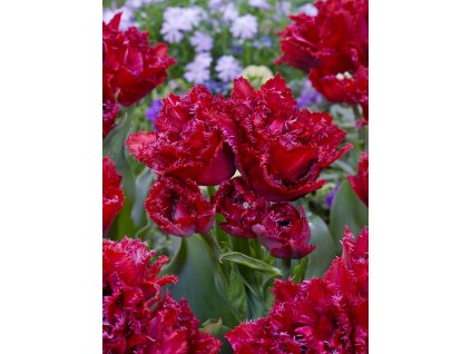 FA 20 0054 Tulipa Cranberry Thistle