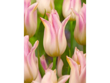 FA 10 0532 Tulipa Elegant Lady