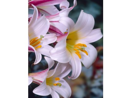 Lilie královská s bílými květy a žlutým srdcem - nabízíme prodej cibulek