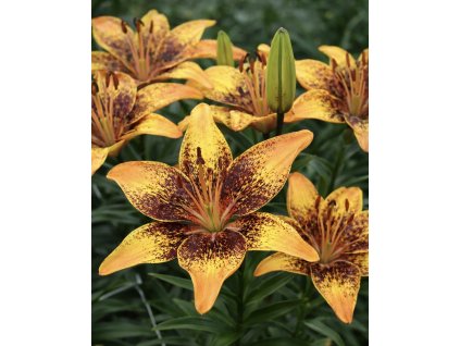 E3A9A32D 608B 455E 97FC 6E0265DC7741