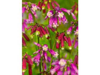 FA 10 0291 Dichelostemma mix