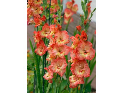 Mečík 'Princess margareth rose' 5 ks