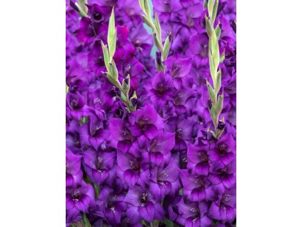 Mečík 'Purple flora' 5 ks (Velikost cibulí 14+)