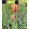 Tulipán 'Lambada' 5 ks