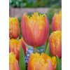 FA 20 0007 Tulipa Lambada