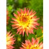 FA 09 0487 Dahlia Spassmacher