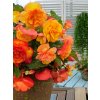 FA 15 0645 Begonia Cascade Sunray