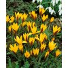 13317 krokus angustifolius 10 ks