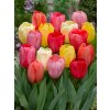 Mix darwinových tulipánů 30 ks (Velikost hlíz 12+)