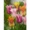 FA 15 0203 Tulipa Lily flowering Mixed