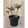 Čemeřice 'Frosty' květník 13 cm