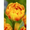 FA 11 1051 Tulipa Sun lover