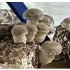 Houby shiitake prodej