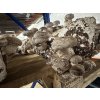 Shiitake - Houževnatec jedlý 80 g