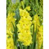 FA 08 0520 Gladiolus Charisma