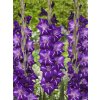 FA 20 0390 Gladiolus Hallowy