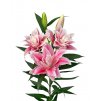 Lilie 'Roselily Javiëra®'