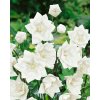 Boubelka bílá 'Platycodon grandiflorus'