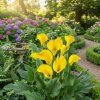 garden ai 1769684267557