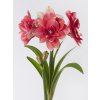 FA 20 0041 Hippeastrum Double Dream