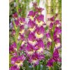FA 16 0401 Gladiolus Extravert