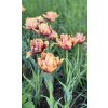 Tulipán 'Callahan' 5 ks