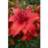 6725 lilie red highland 1 ks