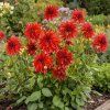 dahlia garden 1769680324578