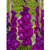 FA 20 0405 Gladiolus Next Level