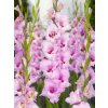 FA 11 0551 Gladiolus Zamora