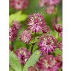 FA 07 0379 Astrantia major Ruby Wedding