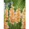 FA 22 0335 Gladiolus The great Queen Elizabeth