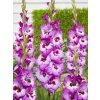 FA 18 0321 Gladiolus Elvive