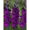 gladioli cum suis